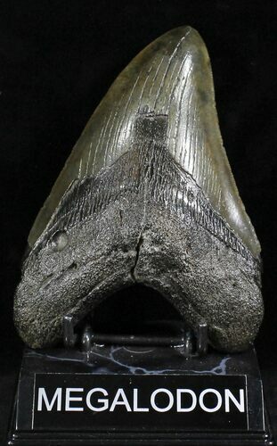 Monster Megalodon Tooth - South Carolina #27326